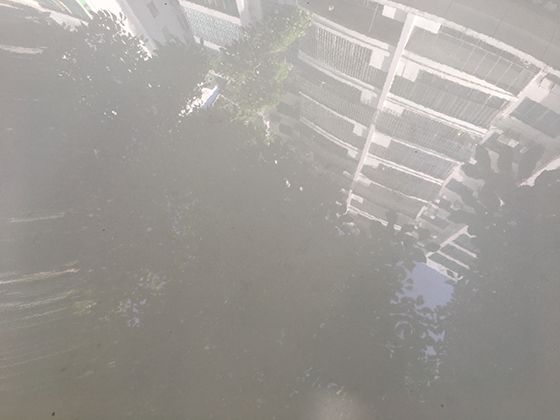 康乃馨花语全解析！不同颜色传递哪些情感与故事？