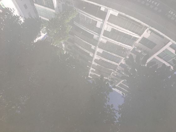 关于夹竹桃的常见误解与科学认知：全面了解这种植物的特性