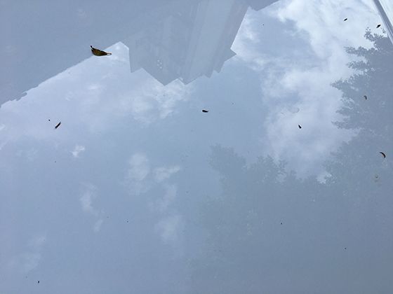 自然设计之美：菠菜叶片形态背后的物理力学原理